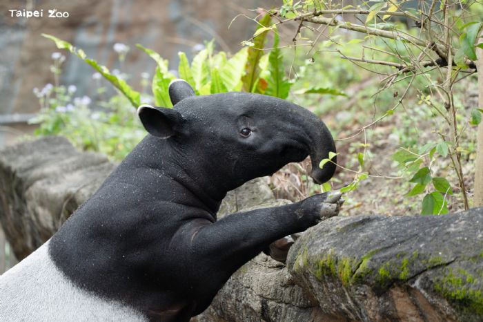 少年貘的成長日記，臺北市立動物園馬來貘「莉姆路」練習獨立，慢慢長大中